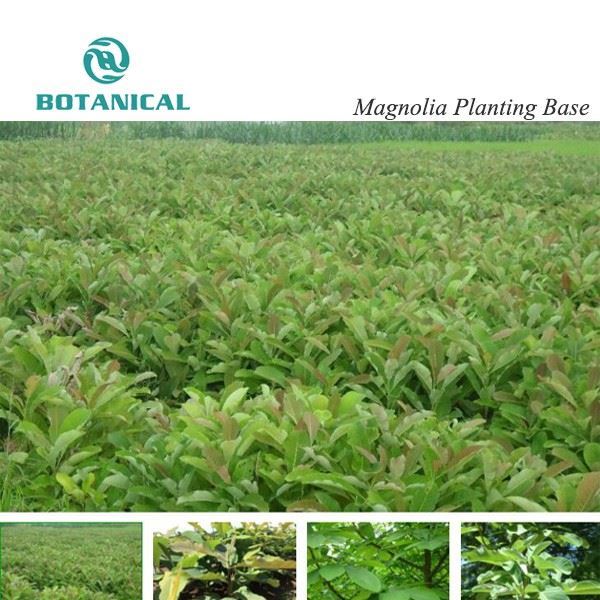 Magnolia Planting Base by Botanical Cube Inc.