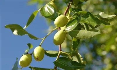 Ist Jujube gut für Diabetiker?