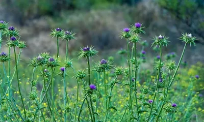 Schützt Silymarin die Leber?